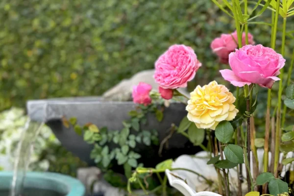 🌈 印象派玫瑰盛開：朗香洋房的法式花園秘境